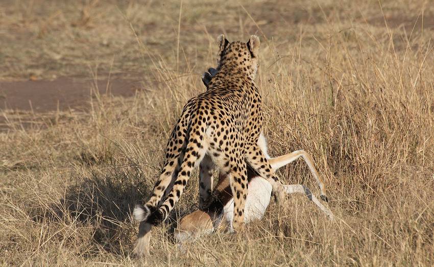 Masai Mara, Malaika