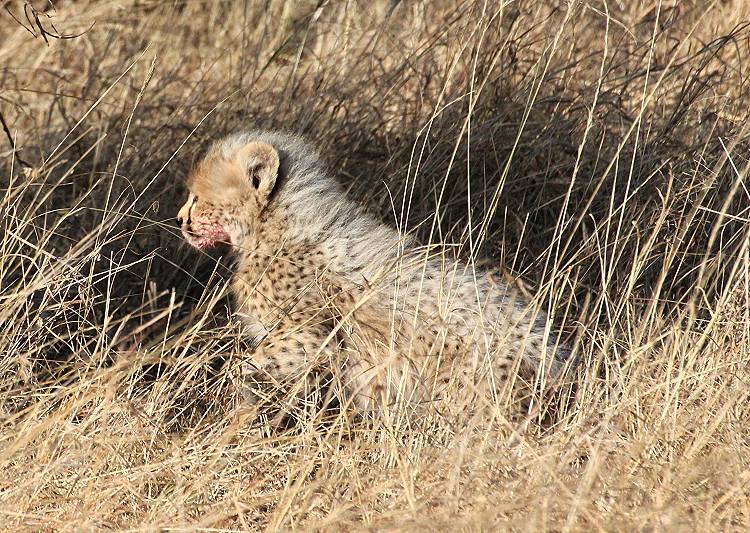 Masai Mara, Malaika