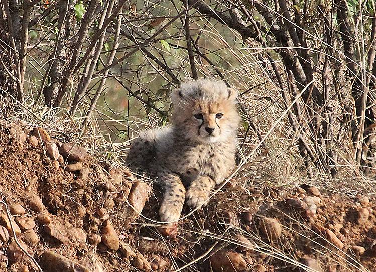 Masai Mara, Malaika