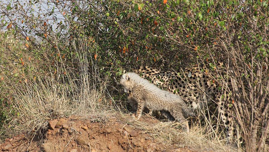 Masai Mara, Malaika