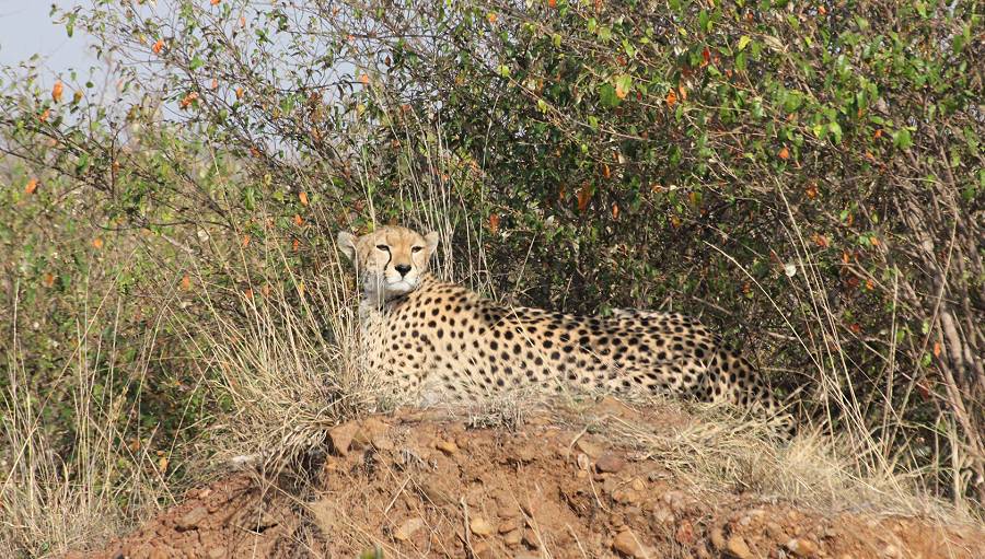 Masai Mara, Malaika