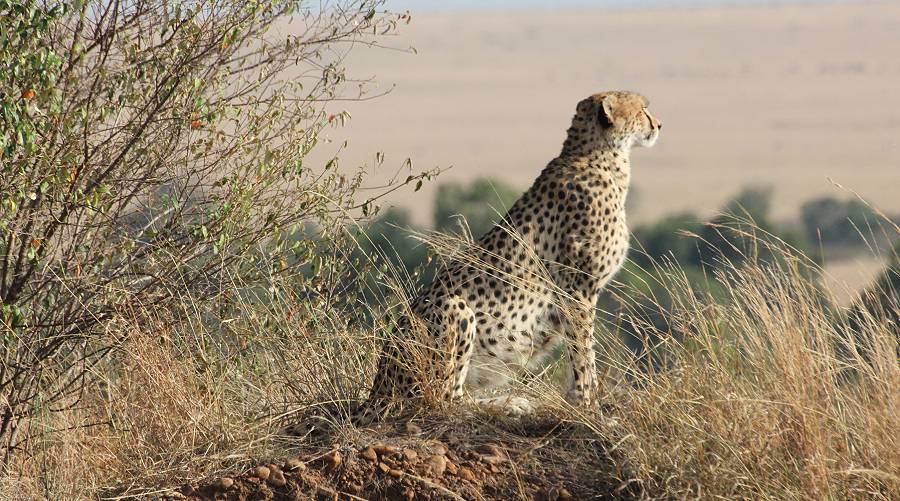 Masai Mara, Malaika