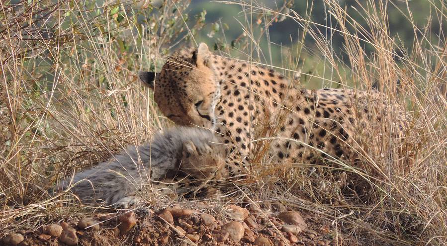 Masai Mara, Malaika