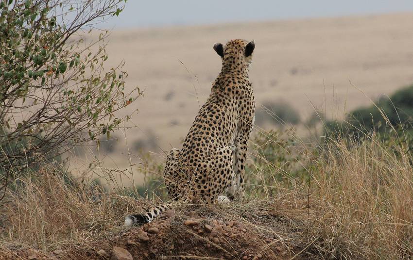 Masai Mara