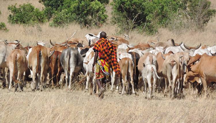 Masai Mara, Masai mit Rindern