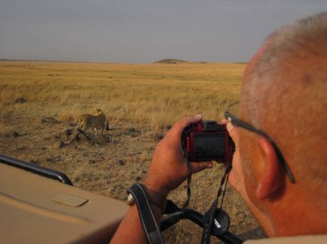 Masai Mara, Löwe