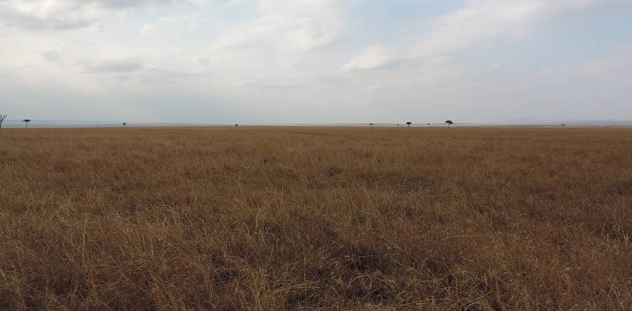 Masai Mara