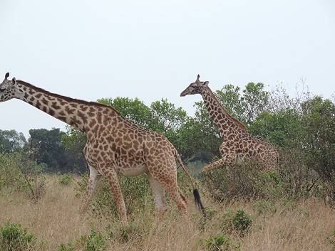 Masai Mara