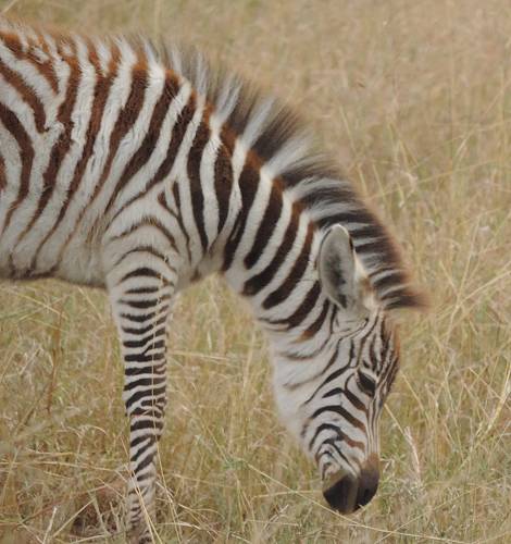 Masai Mara