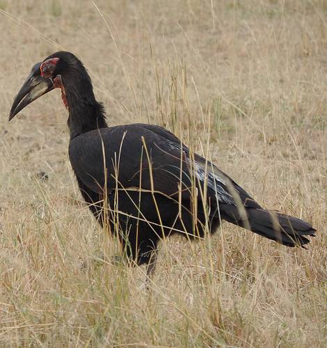 Masai Mara