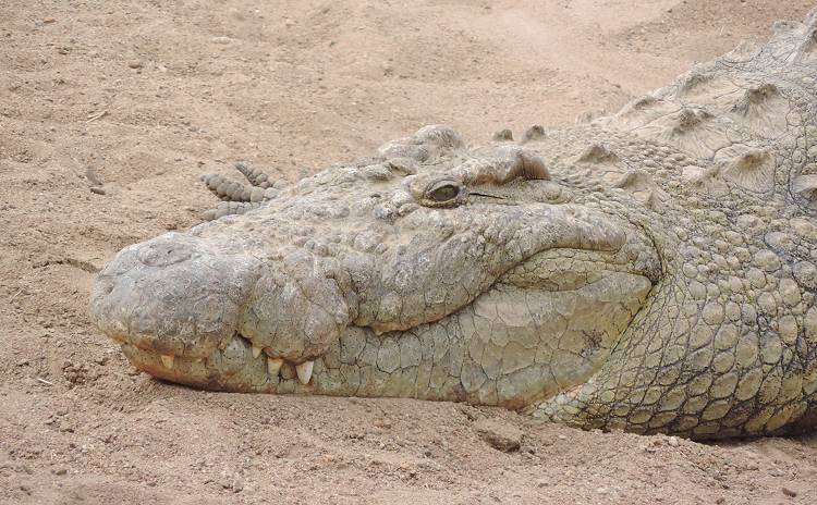 Masai Mara, Nilkrokodil