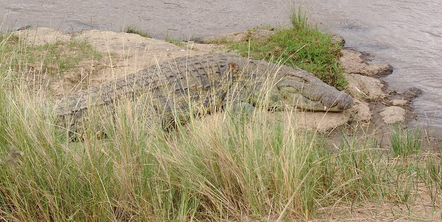 Masai Mara, Nilkrokodil