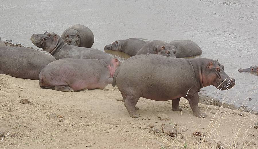 Masai Mara, Nilpferd