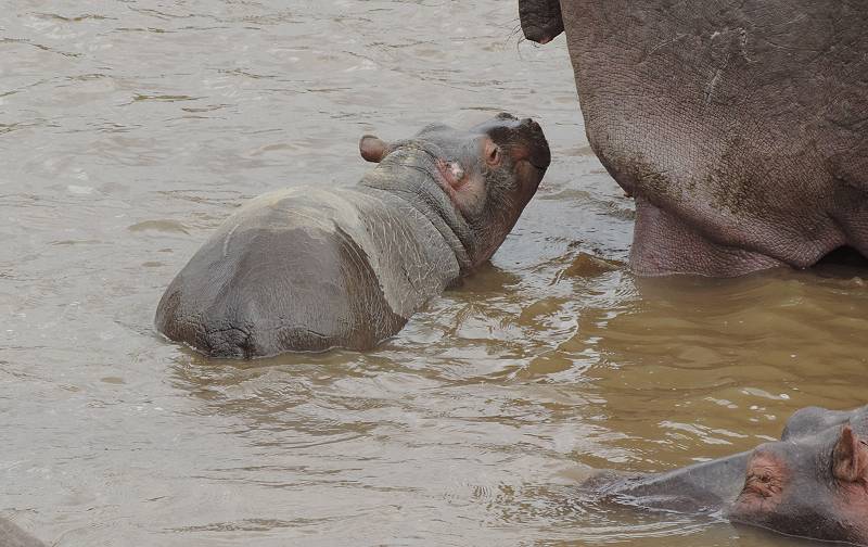 Masai Mara, Nilpferd