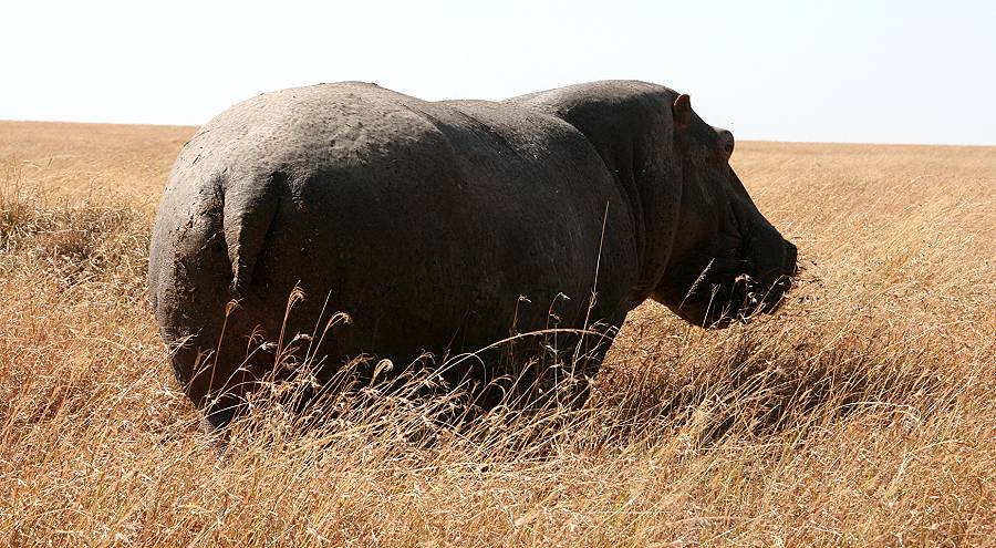 Masai Mara