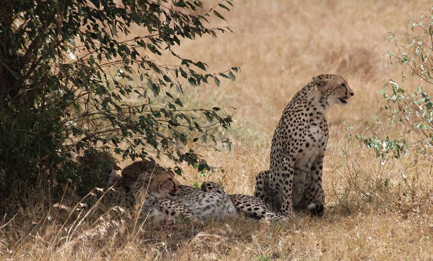 Masai Mara, cheetah