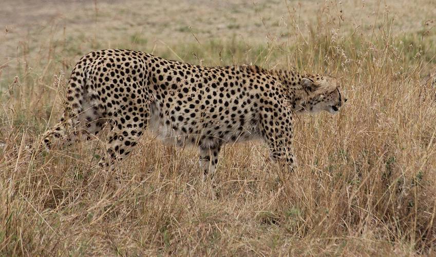 Masai Mara, cheetah