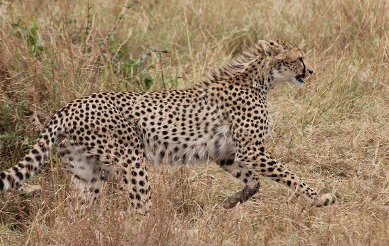 Masai Mara, cheetah