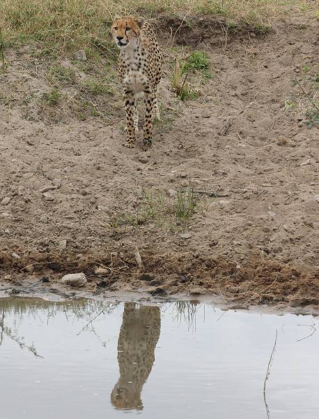 Masai Mara, cheetah