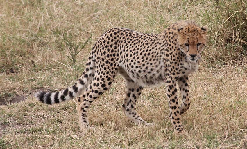 Masai Mara, cheetah