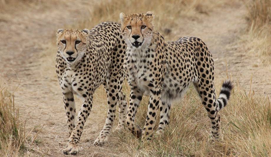 Masai Mara, cheetah