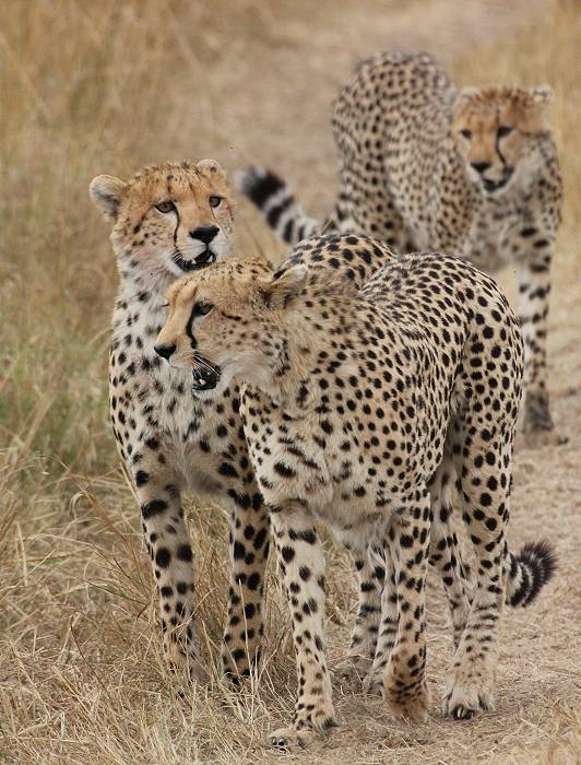 Masai Mara, cheetah