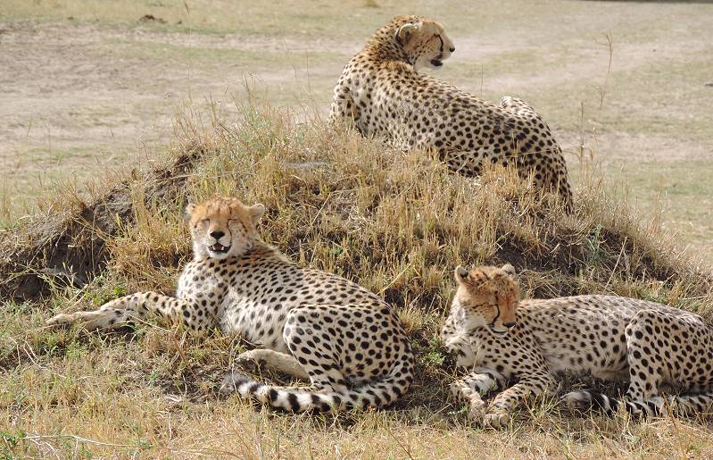 Masai Mara, cheetah