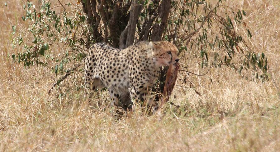 Masai Mara, cheetah