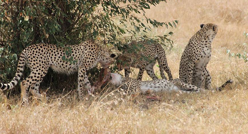 Masai Mara, cheetah