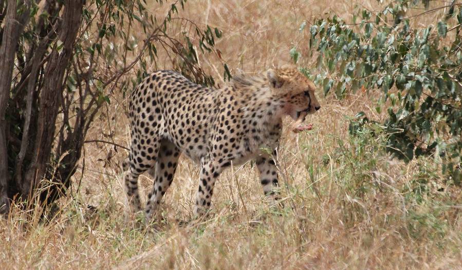 Masai Mara, cheetah