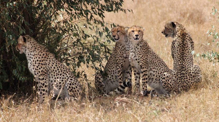 Masai Mara, cheetah