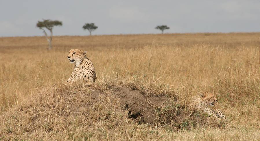 Masai Mara, cheetah