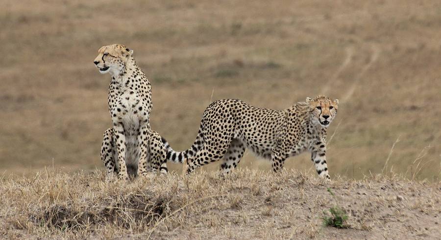 Masai Mara, cheetah