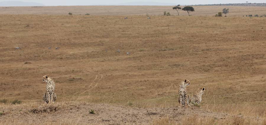 Masai Mara, cheetah