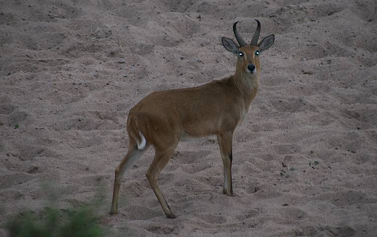 Masai Mara, Riedbock