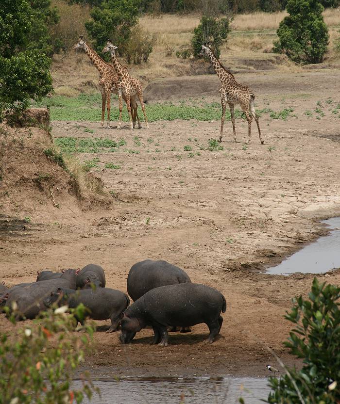 Mara River, Mara Fluß