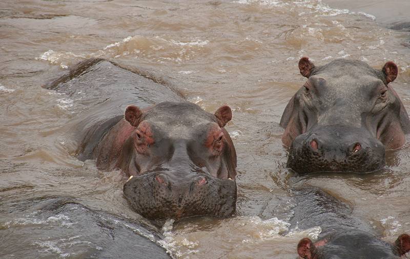 Mara River, Mara Fluß