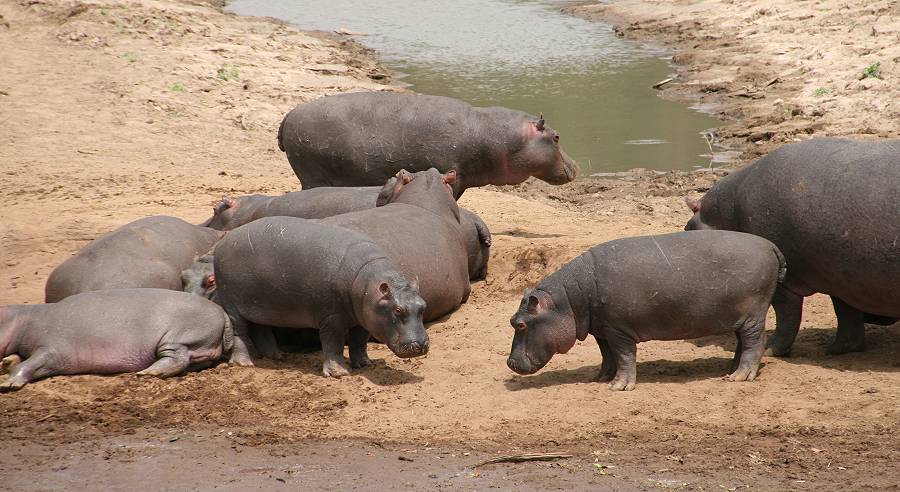 Masai Mara, Buschfrühstück