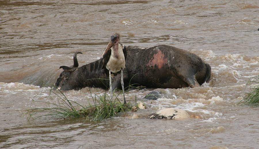 Mara River, Mara Fluß