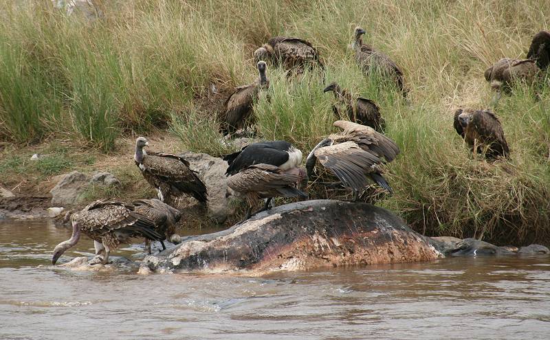 Mara River, Mara Fluß