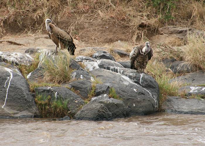 Mara River, Mara Fluß