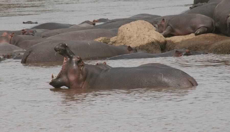 Mara River, Mara Fluß