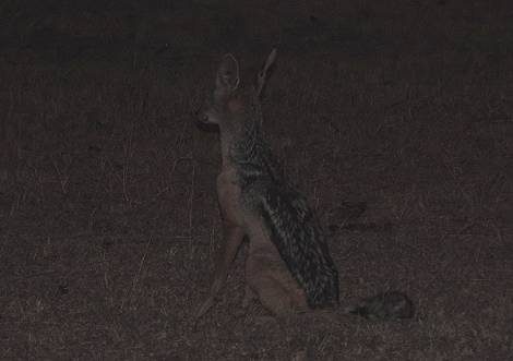 Masai Mara, Schakal