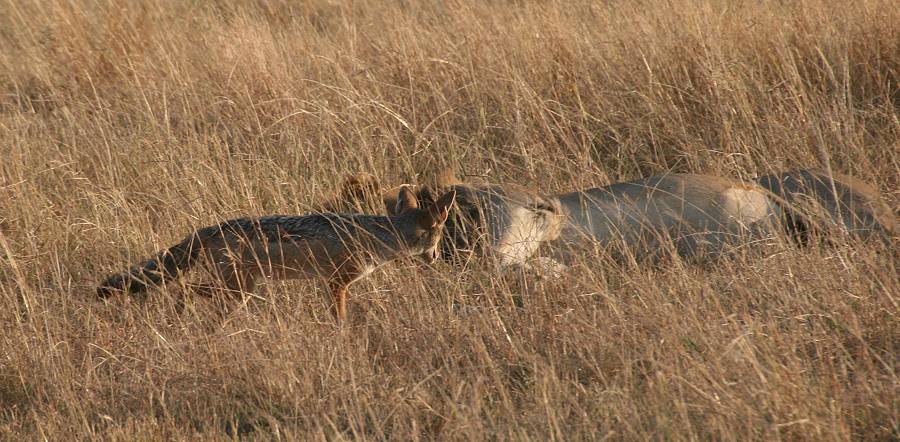 Masai Mara