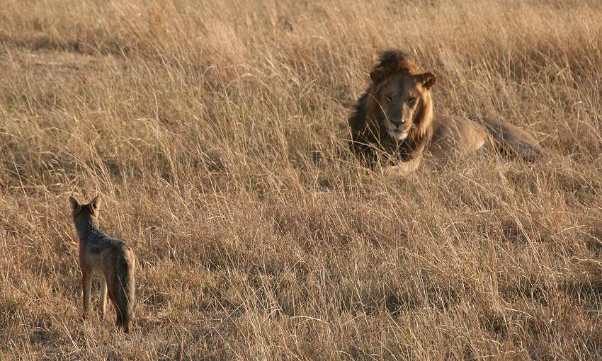 Masai Mara