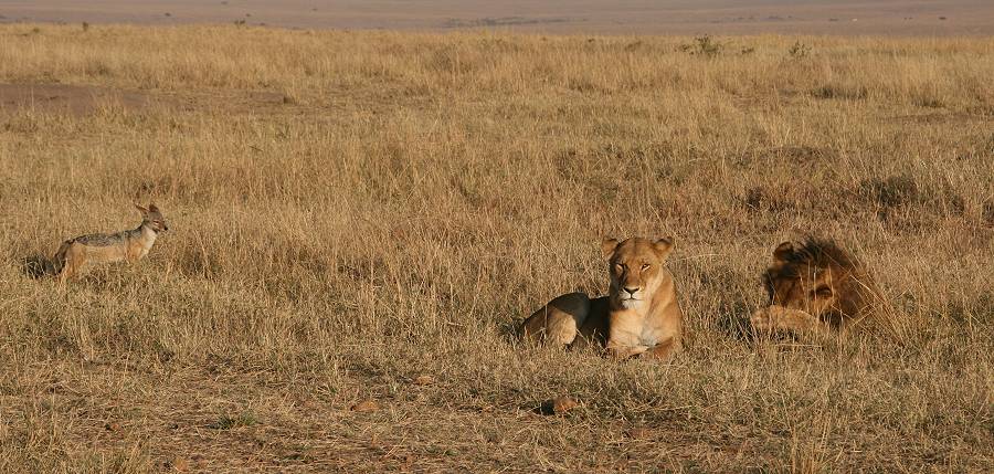 Masai Mara