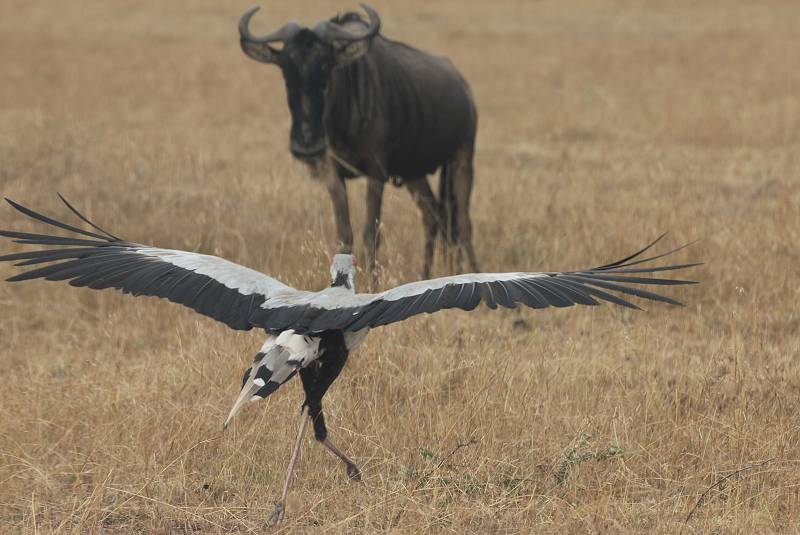 Masai Mara