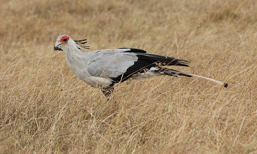 Masai Mara