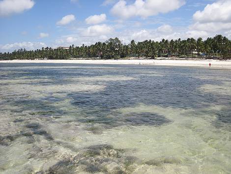 Shanzu Beach - Mombasa Nordküste