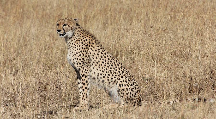 Masai Mara, Malaika